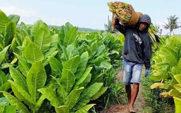 Pemkab Bondowoso Kelola DBHCHT Rp81,2 Miliar, 41,88 Persen untuk Kesehatan