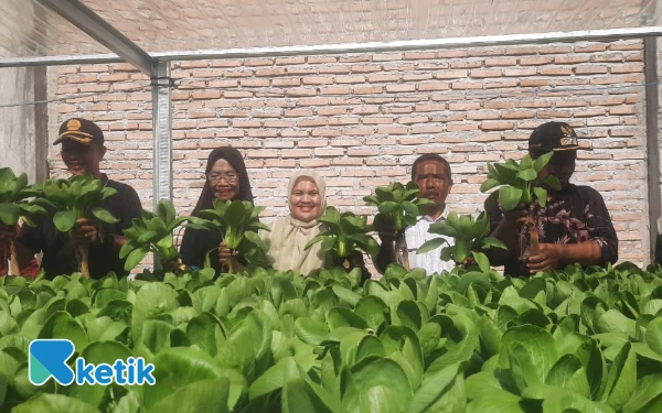 Dana Desa Rp15 Juta Berbuah Manis, Rumah Panjang Sukses Panen Hidroponik Perdana