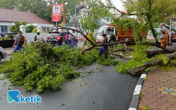 Thumbnail Berita - Angin Kencang Terjang Palembang, Pohon Tua di Depan PN Roboh Timpa Area Parkir dan Sebabkan Kemacetan