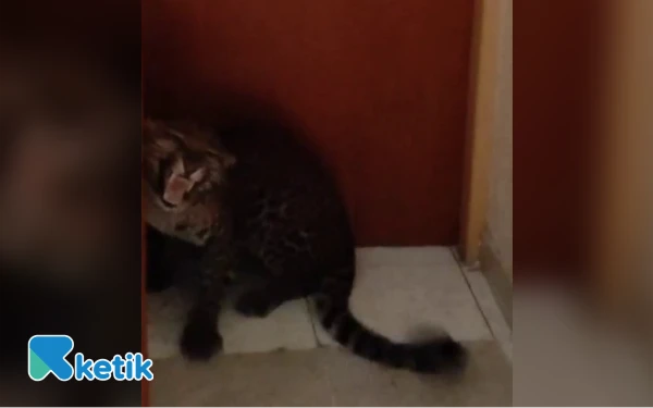 Thumbnail Berita - Macan Tutul Liar Kabur Lalu 'Check In' di Hotel Kota Bandung