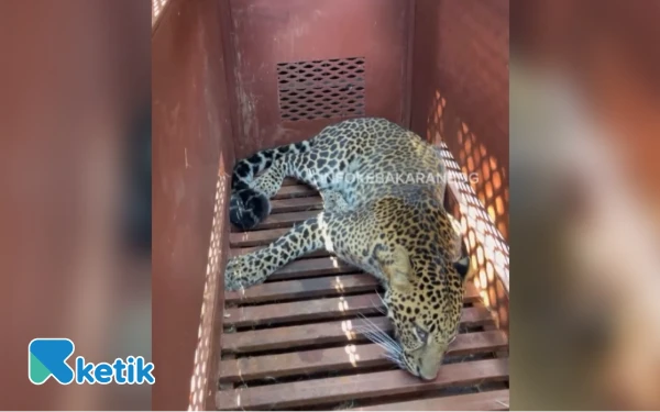 Penuh Dramatis, Macan Tutul yang Masuk Hotel di Bandung Berhasil Dievakuasi
