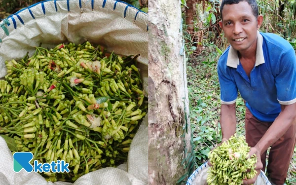 Cengkeh Organik dari Seram Bagian Timur, Potensi Investasi yang Belum Tergarap