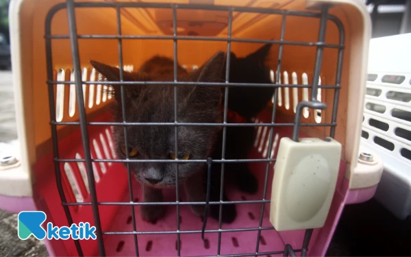 Thumbnail Berita - [Foto] Vaksinasi Rabies 30 Hewan Peliharaan di Palembang