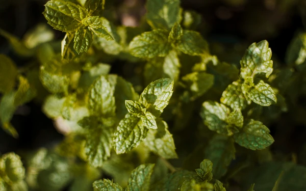 Bye-Bye Rayap! 5 Tanaman Cantik Ini Bisa Lindungi Rumah dan Perabotmu