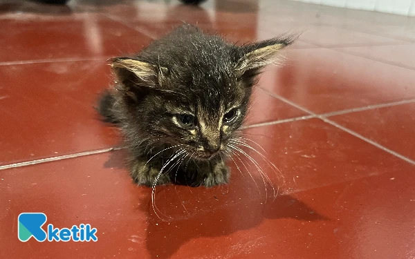 Kucing Liar Tak Terurus, Komunitas Desak Pemkot Malang Bangun Shelter dan Sterilisasi Gratis