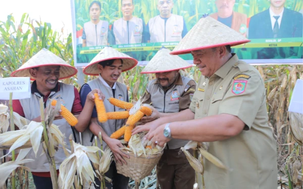 Bupati Asahan Ikut Panen Raya Jagung di Tinggi Raja, Komitmen Kemandirian Pangan Daerah