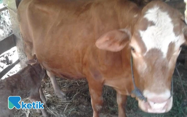 Spora Antraks Ditemukan di Dua Wilayah Pacitan usai Kasus Kematian Ternak Warga