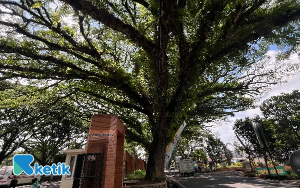 Rawan Tumbang, DLH Kota Malang Fokus Perempesan Pohon di Jalan Mayjend Sungkono
