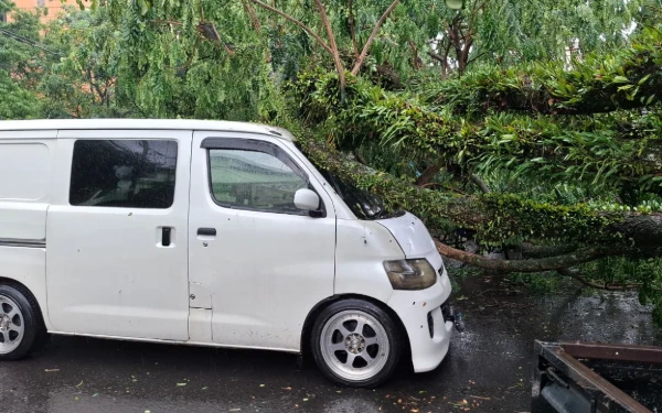 Tak Perlu Panik Pohon Tumbang, DLH Kota Malang Jamin Ganti Rugi hingga Rp15 Juta