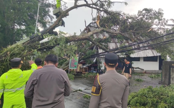 Dua Titik Pohon Tumbang Akibat Hujan Deras, Tutup Jalur Singaraja Denpasar
