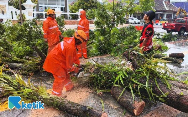 Thumbnail Berita - Hujan Disertai Angin Kencang, Pohon di Alun-Alun Pacitan Tumbang