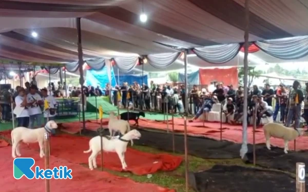Thumbnail Berita - Kontes Domba Kambing Berhadiah Rp200 Juta Meriahkan Festival Seven Lakes