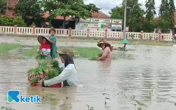 Thumbnail Berita - Ratusan Hektare Bawang Merah di Brebes Terendam Banjir, Petani Rugi Miliaran Rupiah!