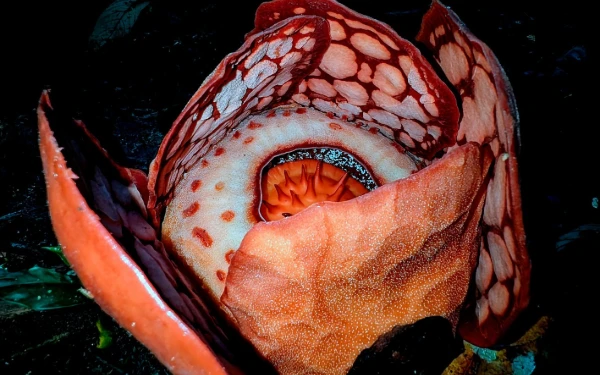 Thumbnail Berita - Isak Tangis Haru di Hutan Sumatera: Biolog Oxford dan Pemburu Bunga Temukan Rafflesia Raksasa yang Dicari 13 Tahun!