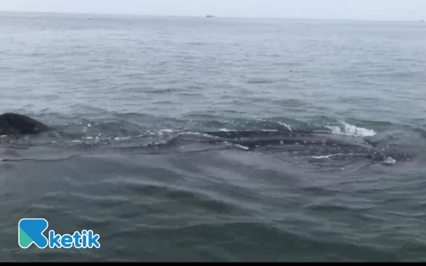 Thumbnail Berita - Hiu Tutul Kembali Muncul di Perairan Pantai Bentar Probolinggo