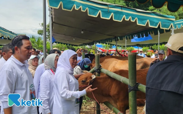 Thumbnail Berita - Keren! Jatim Jadi Provinsi Hasil Inseminasi Buatan Terbanyak di Indonesia, Capai 1 Juta Ekor Lebih