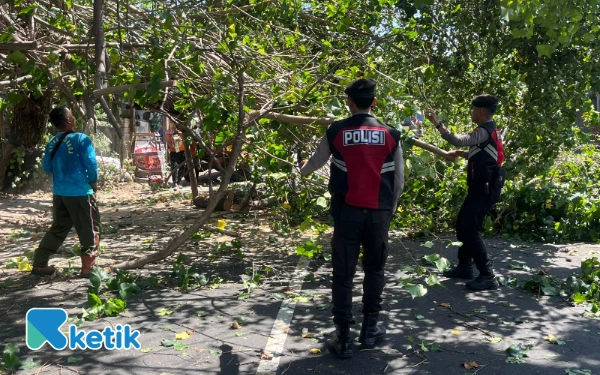 Thumbnail Berita - Pohon Waru Tumbang di Seririt, Jalur Singaraja-Gilimanuk Macet