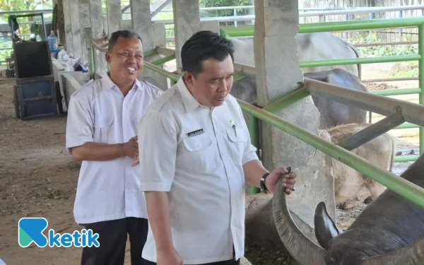 Thumbnail Berita - Kadis Peternakan Lebak Tinjau UPTD Pembibitan Ternak Ruminansia