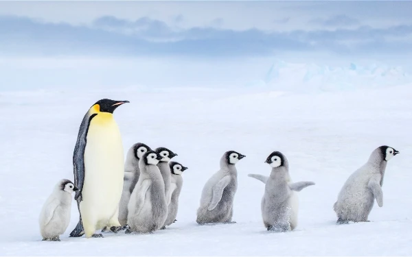 Thumbnail Berita - Ribuan Penguin di Afrika Selatan Terancam Punah Akibat Kelangkaan Sarden