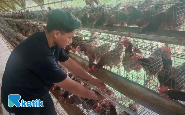 Thumbnail Berita - Pemuda Pacitan Sukses Rintis Usaha Ayam Petelur Sejak SMP, Kini Raup Omzet Rp14 Juta per Bulan