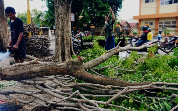 Thumbnail Berita - DLH Kota Pekalongan Konsisten Lakukan Pemangkasan Pohon Rawan di Musim Hujan dan Angin Kencang