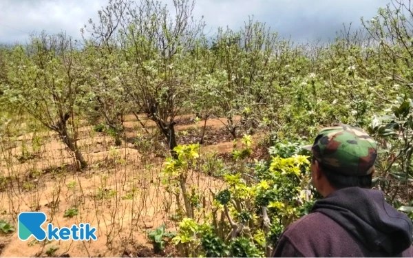 Produktivitas Apel di Kota Batu Terus Turun, Petani: Tanah Sudah “Jenuh” Akibat Zat Kimia