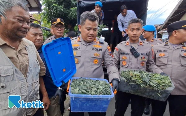Thumbnail Polisi Bongkar Greenhouse Ganja di Jombang, Ratusan Pohon dan 5,3 Kilogram Ganja Diamankan