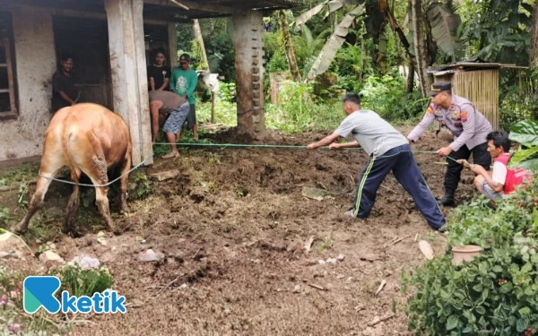 Tragis, Peternak di Pacitan Tewas Usai Terinjak Sapi Peliharaannya yang Mengamuk