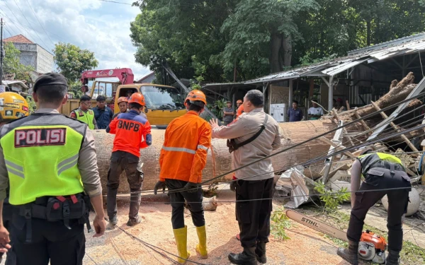 Pohon Raksasa Berusia 1 Abad di Pekalongan Tumbang, 2 Warga Terluka