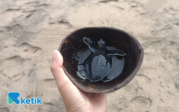 Thumbnail Berita - [FOTO] Menatap Langkah Kecil Ratusan Tukik Penyu Hijau Menuju Samudera Luas di Pantai Bajulmati