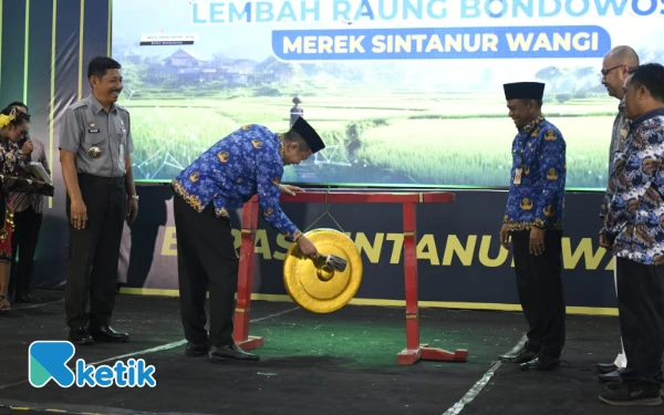 Beras Sintanur Lembah Raung Kantongi Indikasi Geografis, Bondowoso Mantapkan Kelas Pertanian Lokal