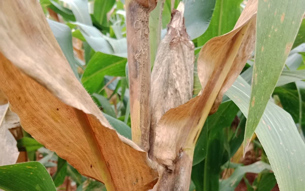 Respons Keluhan Petani Panceng, Kadis Pertanian Gresik Terjunkan Tim POPT Pantau Wabah Jagung