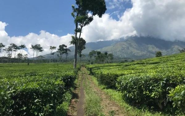 Pesona Kebun Teh Wonosari, Destinasi Wisata Sejuk Favorit Wisatawan di Kabupaten Malang