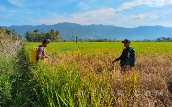 Serangan Hama Ancam Ribuan Hektare Sawah di Aceh Barat Daya