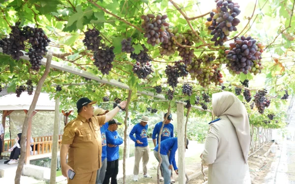 Bukti Kerja GTRA, Kebun Anggur Duyu Bangkit Jadi Kawasan Agrowisata Favorit