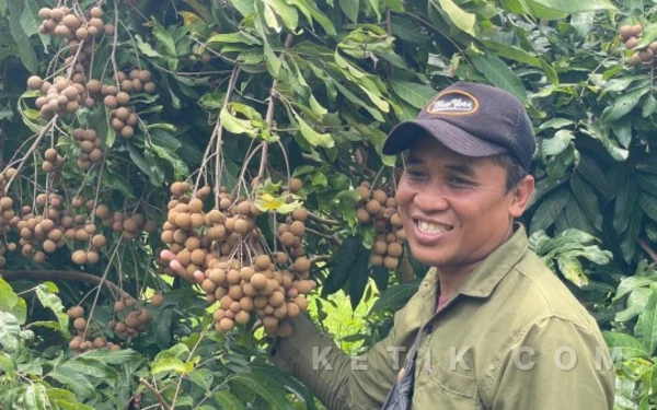 Asrinya Kebun Kelengkeng Bandungrejo Bojonegoro, Destinasi Favorit Baru Liburan Keluarga