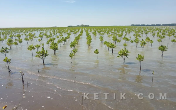Brebes Siap Realisasikan Program Karbon Biru Kementerian Kelautan dan Perikanan