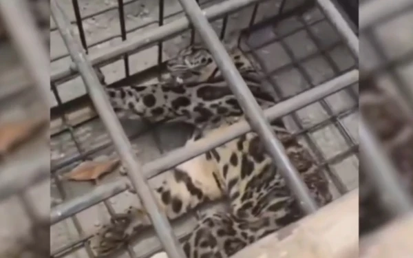 Macan Dahan Gegerkan Permukiman Warga di Lahat, Dievakuasi Setelah Dua Jam Kejar-kejaran