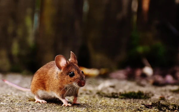 Kasus Leptospirosis Meningkat di Awal 2026, Ini Kiat Antisipasinya