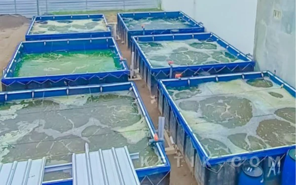 Queen Farm Madiun! dari Budi Daya Ikan Nila, Siap Jadikan Cuan Besar