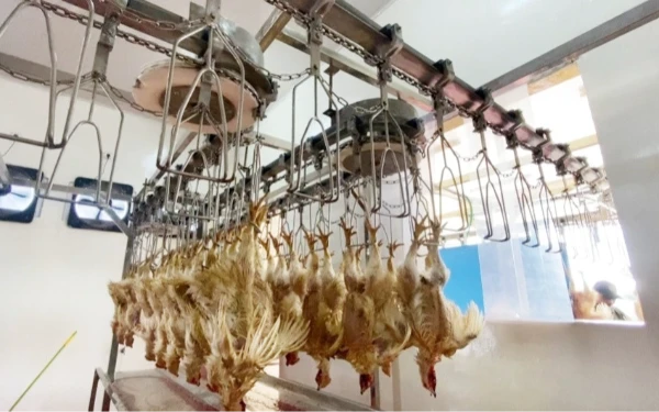 Thumbnail Berita - Dukung MBG, RPH Unggas Surabaya Pasok Ayam hingga SPPG Daerah Sidoarjo dan Gresik