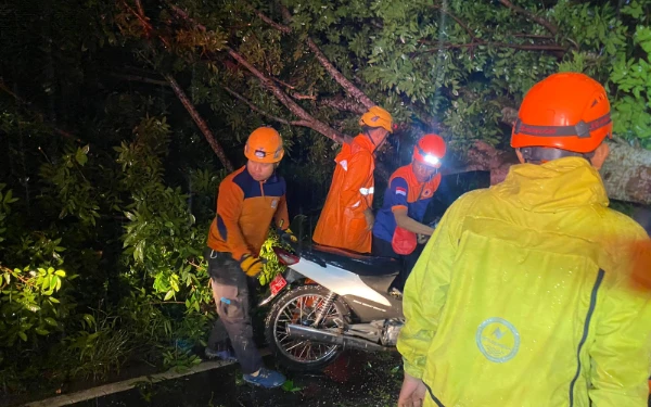 Pohon Tumbang Timpa Dua Pengendara Motor Saat Hujan Deras dan Angin Kencang di Jember