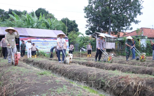 Brebes Gelar Penanaman Jagung Serentak, Dukung Swasembada Pangan Nasional