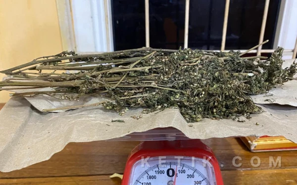 Terciduk Simpan Ganja dalam Celana, Dua Pria Asal Aceh Selatan Ditangkap di Abdya