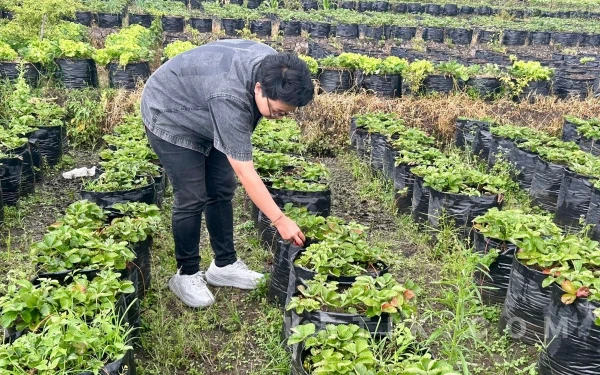Yuk, Isi Libur Lebaran dengan Wisata Alam Petik Stroberi Segar di Desa Pandanrejo Kota Batu