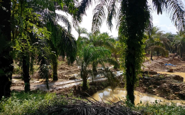 PETI di Sungai Aur Pasaman Barat Terus Berjalan, Oknum Kepala Jorong Diduga Abaikan Instruksi Gubernur