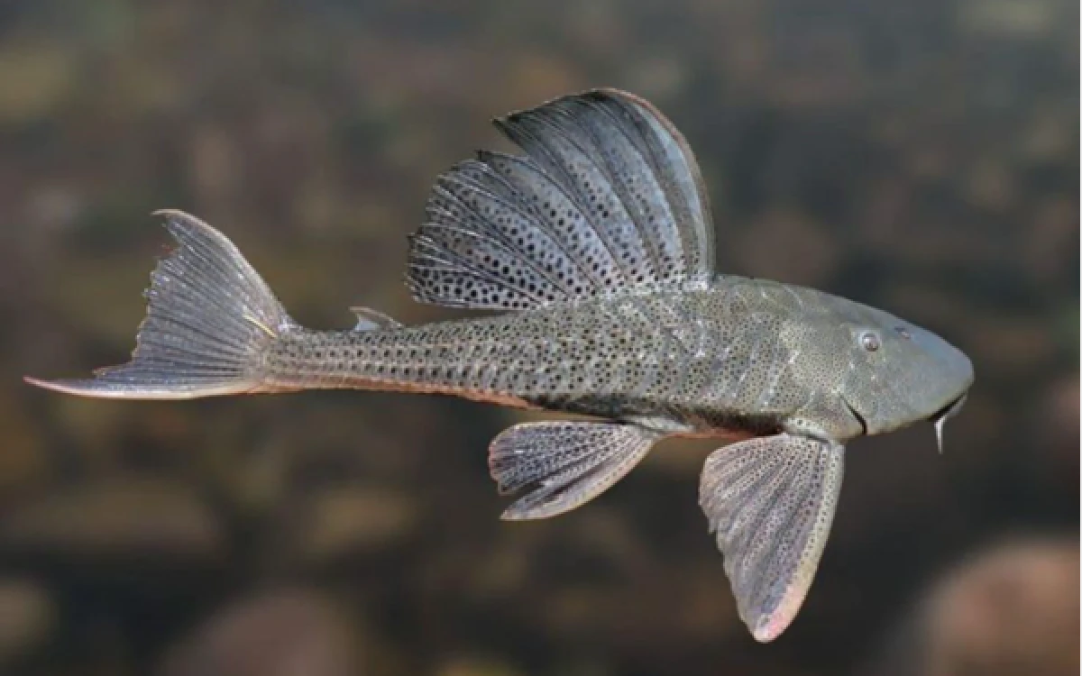 Thumbnail Berita - Ikan Sapu-Sapu Jadi Ancaman Ekosistem, Pakar UGM Dorong Pengendalian Berkelanjutan dan Larang Konsumsi