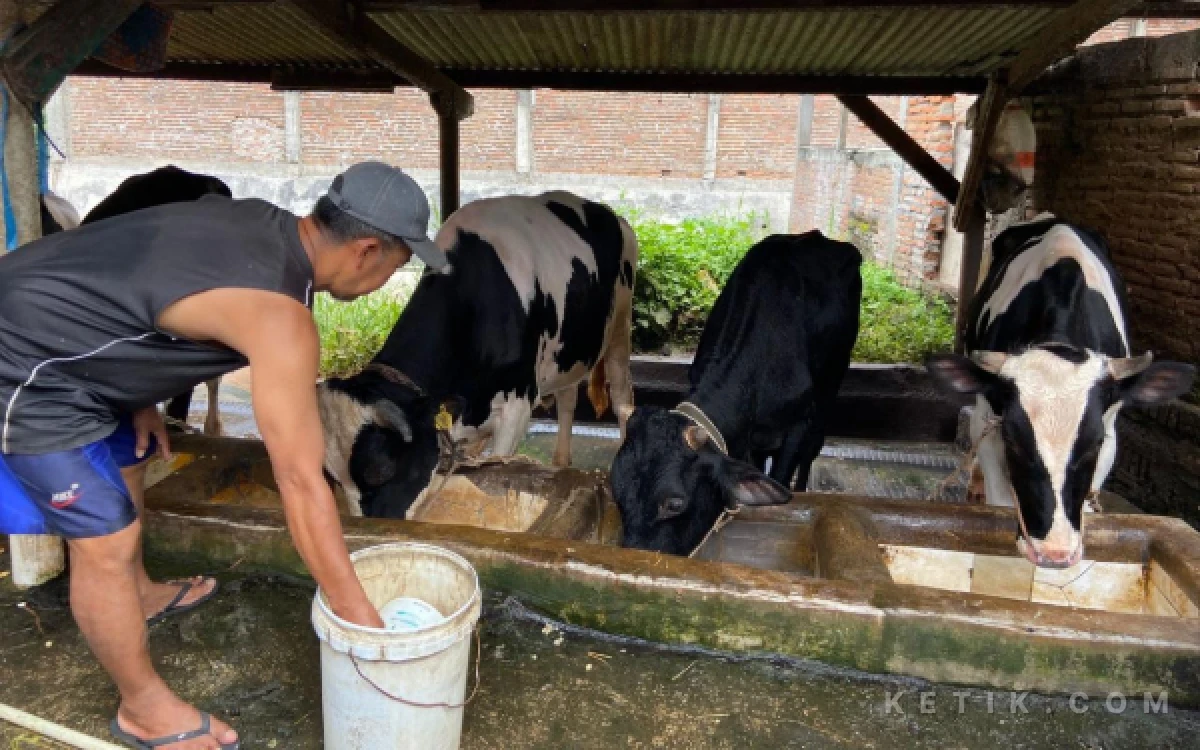 Stok Sapi Lokal Seret, Pemkot Malang Pertimbangkan Datangkan Sapi Impor untuk Idul Adha