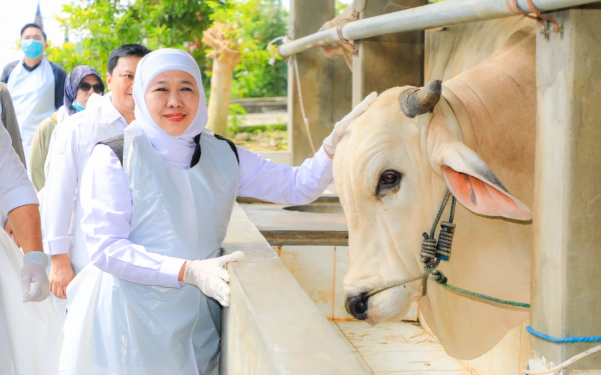 Thumbnail Berita - Jelang Iduladha 1447 H, Gubernur Khofifah Pastikan Stok Hewan Kurban Jatim Melimpah