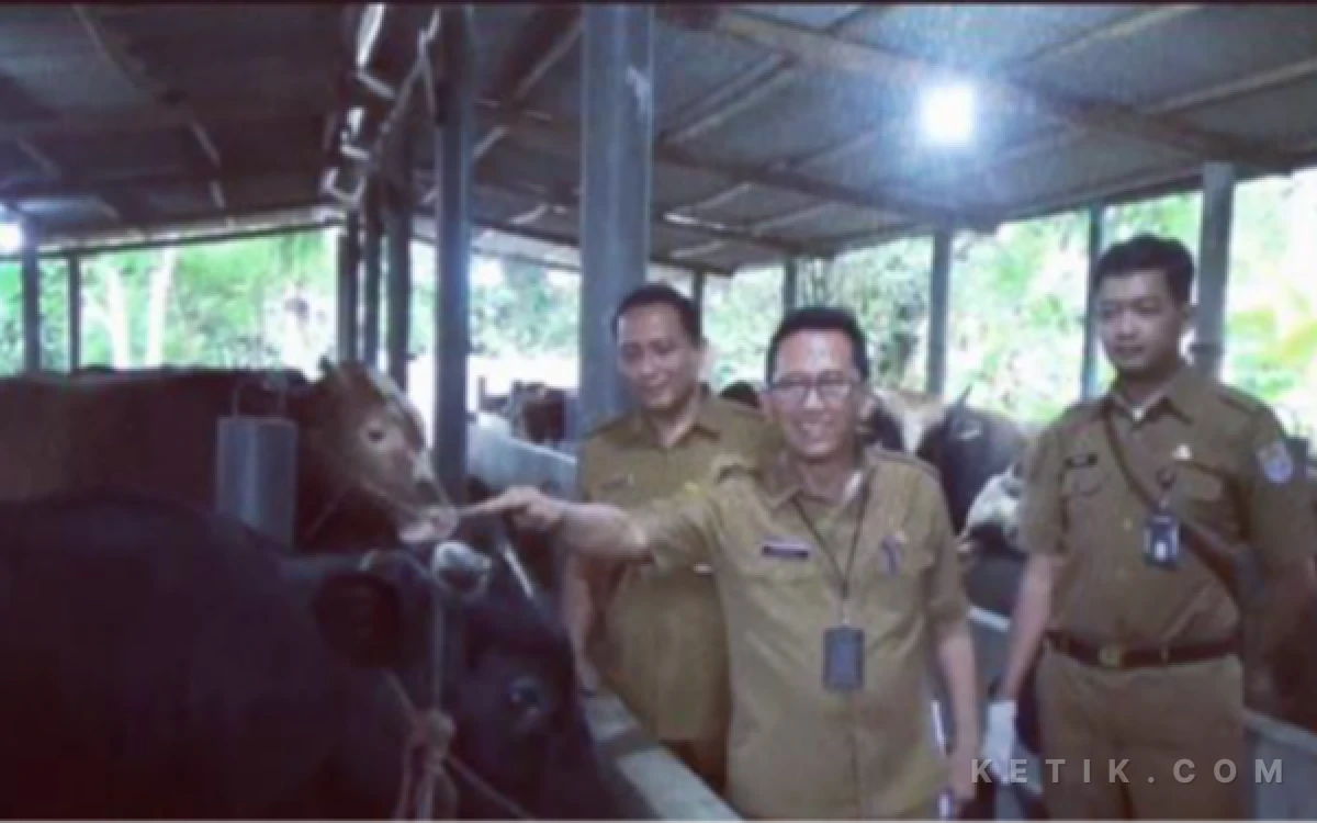 Thumbnail Berita - Cilacap Siapkan 12 Ribu Vaksin PMK Jelang Idul Adha 1447 H